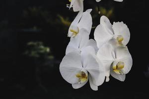 White Orchid. The plant of moon phalaenopsis featuring orchid moon phalaenopsis white petals. The botanical family of moon phalaenopsis is orchidaceae photo