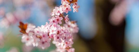 Amazing nature closeup, blossoming cherry on blurred bokeh background. Pink sakura flowers, amazing colorful dreamy romantic nature.  Love floral banner design photo