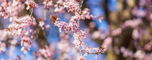 Amazing nature closeup, blossoming cherry on blurred bokeh background. Pink sakura flowers, amazing colorful dreamy romantic nature.  Love floral banner design photo