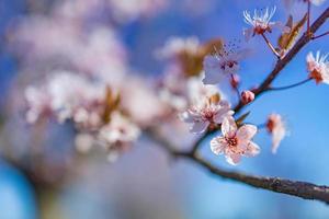 Beautiful spring nature scene with pink blooming tree. Fantastic romantic floral artistic springtime closeup view. Flowers and blurred nature landscape photo