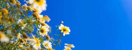 Chamomile flowers, panoramic landscape view, low point of view with blur bright sky. Idyllic spring summer floral banner design. Amazing nature panorama photo