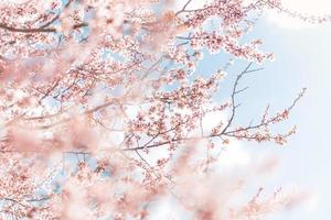 Beautiful spring nature scene with pink blooming tree. Fantastic romantic floral artistic springtime closeup view. Flowers and blurred nature landscape photo