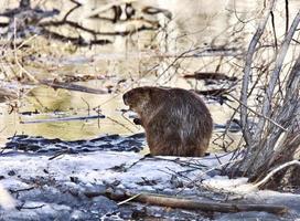 Beaver at Work photo