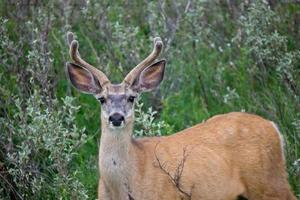 Mule Deer Buck velvet Antlers photo