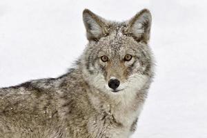 parque de yellowstone wyoming invierno snow coyote foto