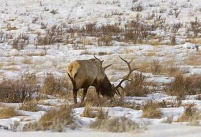 Yellowstone Park Wyoming Winter Snow Elk photo