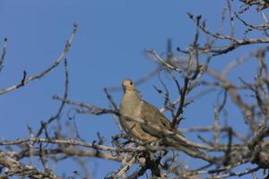 Dove perched in Florida tree photo