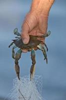 hombre sosteniendo cangrejo azul en florida foto