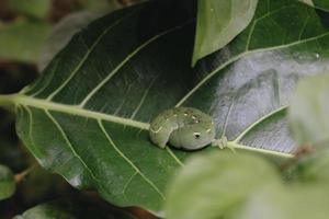 Oleander hawk mothcaterpillar on green leaves. photo