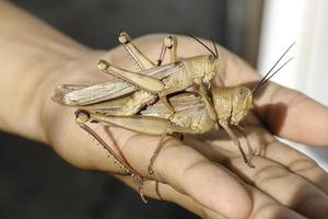 Mating of Grasshoppers - Grasshopper breeds sexually, namely the distribution of sperm of male grasshopper into the female body. photo