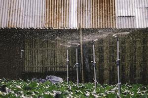 Sprinkler is watering a variety of beautiful growing Strawberry tree in the garden. photo