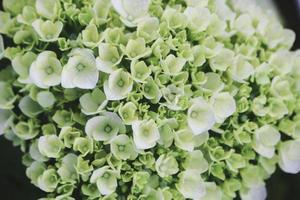 Green Hydrangea Hydrangea macrophylla or Hortensia flower or french hydrangea. Shallow depth of field for soft dreamy feel photo