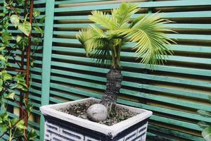 Palmera de coco bonsái para decoración del hogar