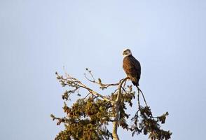 Bald Eagle British Columbia photo
