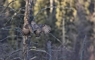 Great Gray Owl photo