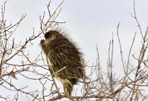 Porcupine in winter photo