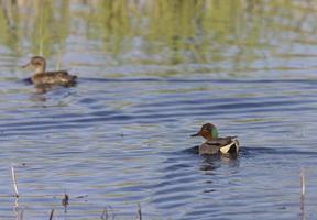 green winged teal photo