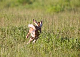 Young Fawn running in a field photo