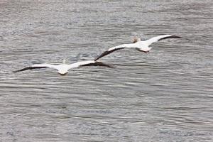 American Pelicans i n Flight photo