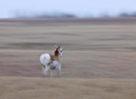 Pronghorn Antelope Saskatchewan Canada photo