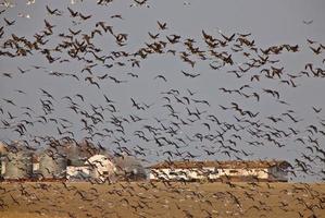 Snow Geese And Whie Fronted Geese Canada in Flight photo