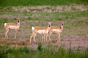 antílopes berrendos en el campo foto