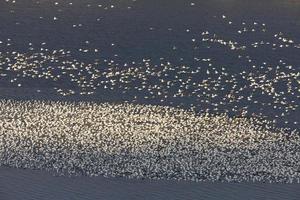 Snow Geese on Lake Canada photo