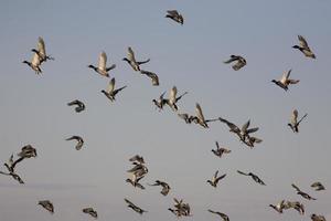 patos en vuelo foto