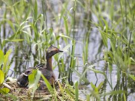 Horned Grebe and babies photo