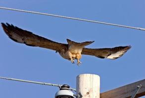 Swainson Hawk in Flight photo