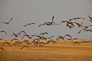 Snow Geese And Whie Fronted Geese Canada in Flight photo