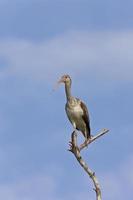 Wood Stork perched in Florida tree photo