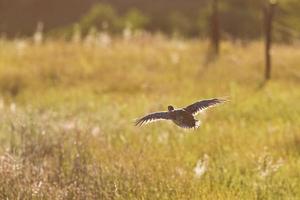 Sharp tailed Grouse flying along fence photo