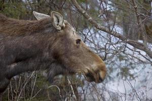 Moose in Winter photo