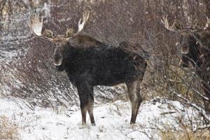 Bull Moose in Winter photo