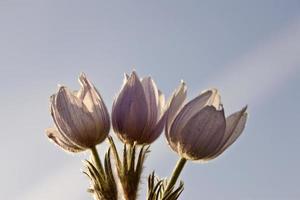 flor de azafrán de primavera foto