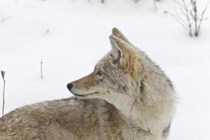 parque de yellowstone wyoming invierno snow coyote foto