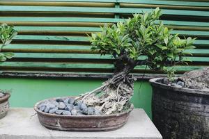 Palmera de coco bonsái para decoración del hogar foto