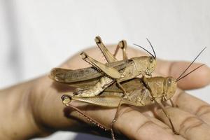 Mating of Grasshoppers - Grasshopper breeds sexually, namely the distribution of sperm of male grasshopper into the female body. photo
