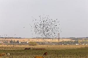 Blackbirds flying around cattle in Saskatchewan Canada photo