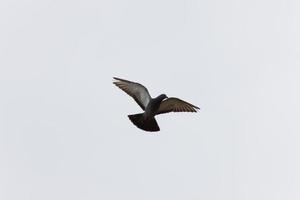 Dove in flight photo