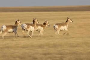 berrendo antílope pradera saskatchewan foto