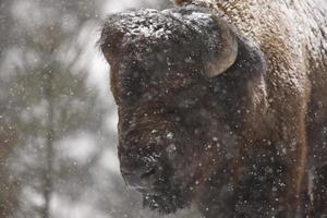 Bison Buffalo Wyoming Yellowstone photo