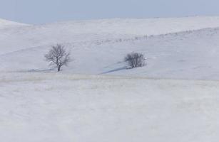 Trees in the hills photo