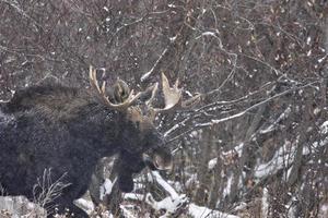 Bull Moose in Winter photo