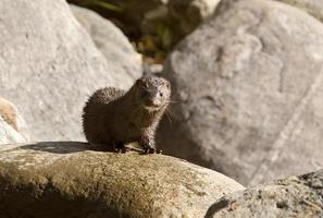 Mink amongst the rocks photo