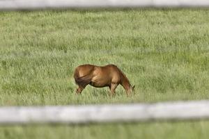 caballo en pasto foto