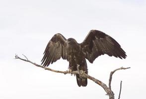 Golden Eagle on tree branch photo