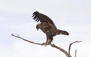 Golden Eagle on tree branch photo