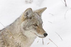 parque de yellowstone wyoming invierno snow coyote foto